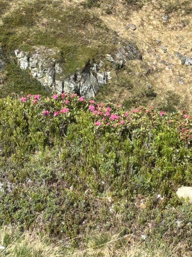 Haus Laubreuter Leilighet Kaprun Eksteriør bilde